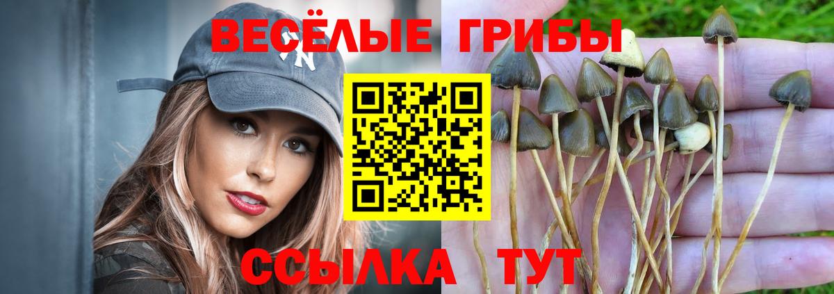 Миллерово  Псилоцибиновые грибы GOLDEN TEACHER  Вход с VPN 
